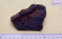 藏品(尺骨近端)的圖片